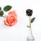 Daiya Gold Rosebud（黑色）
